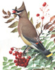 Louis Aggasiz Fuertes bird prints from 1902